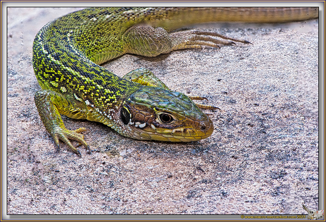 Lézard vert